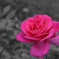 magnificent monochrome rose