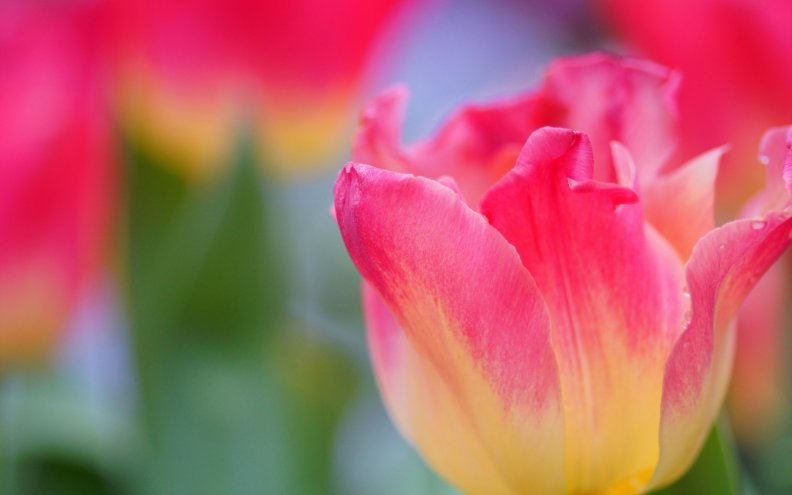 pink_and_yellow_tulip.jpg