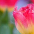 Pink and Yellow Tulip