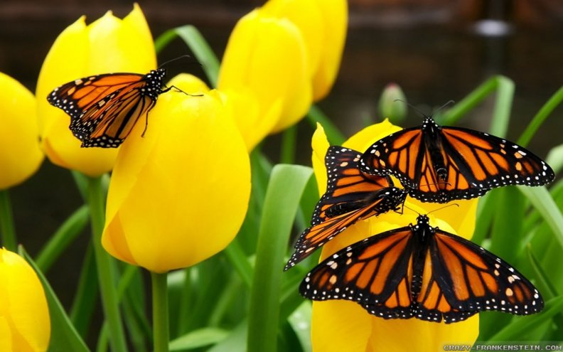 monarch_butterflies_on_yellow_tulips.jpg
