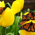 Monarch Butterflies on Yellow Tulips