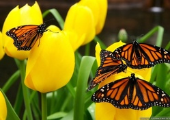 Monarch Butterflies on Yellow Tulips
