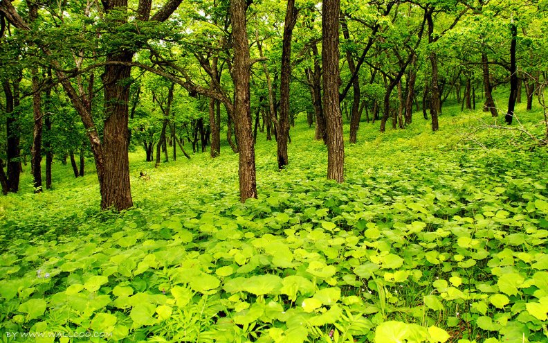 beautiful_green_forest.jpg