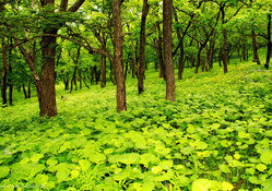 Beautiful Green Forest