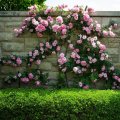 beautiful rose wall