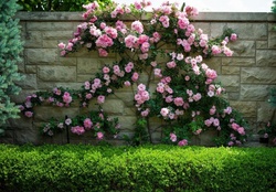 beautiful rose wall