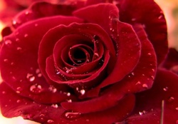 Drops on red rose