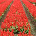 Red flower fields
