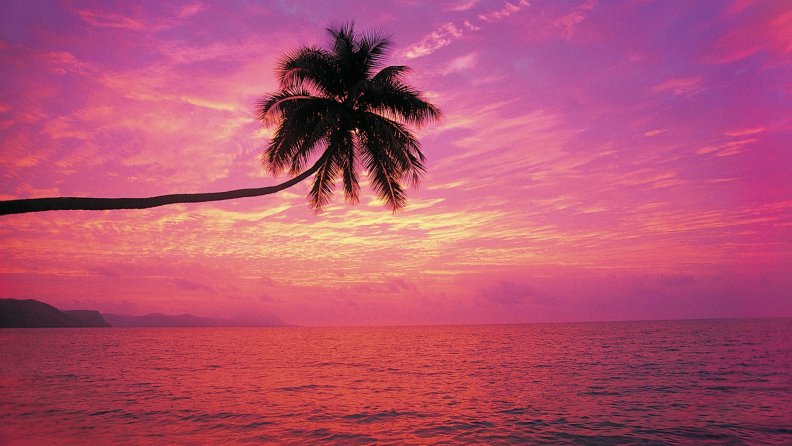 Lone Palm Tree in Sunset