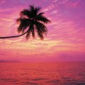 Lone Palm Tree in Sunset