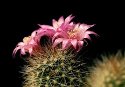Lovely Cactus Flower