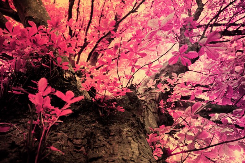 pink_camo_fifi_flowering_tree.jpg