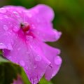 Rainy Petunia