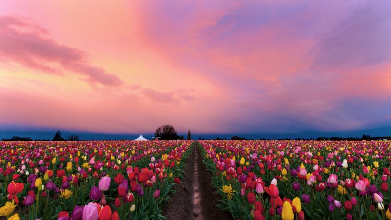 plethora_of_tulips_f1.jpg