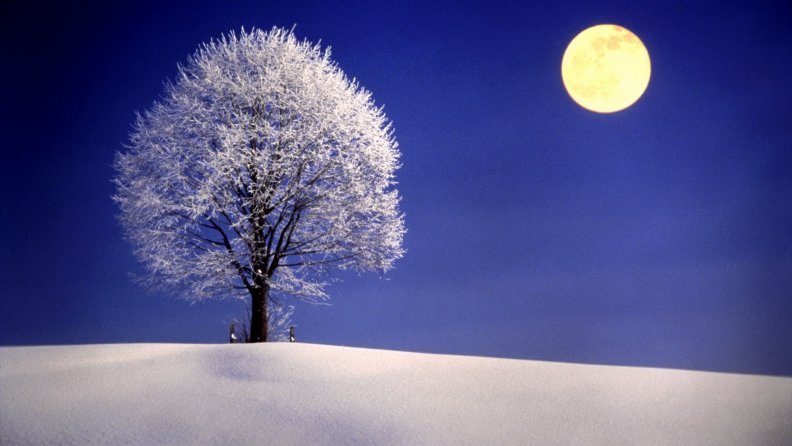 full_moon_over_snow_covered_field_and_tree.jpg