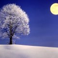 Full Moon over snow_covered Field and Tree