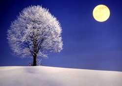 Full Moon over snow_covered Field and Tree