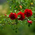 Wet Red Roses