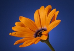 Orange daisy