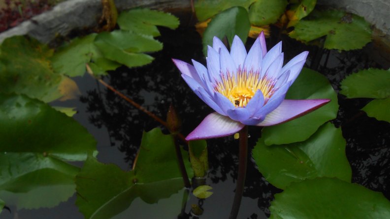 blue_water_lily.jpg