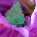 Butterfly on rhododendron