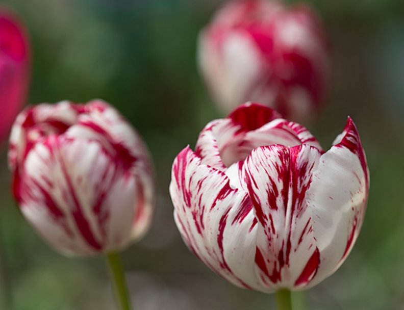 red_and_white_tulips.jpg