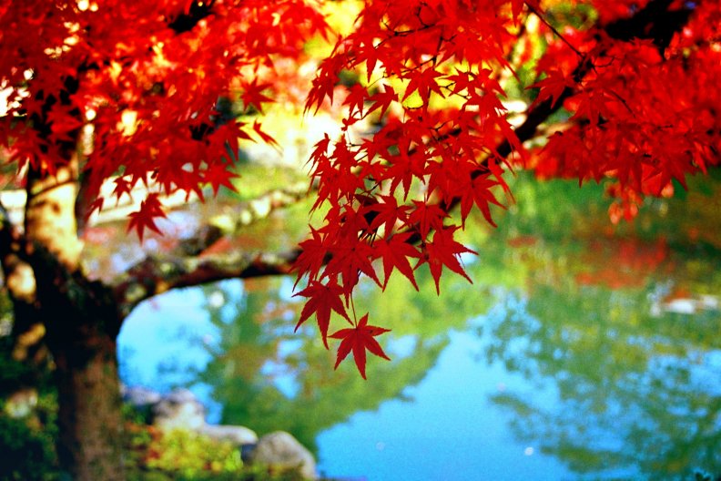 autumn_pond.jpg