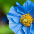 Lovely Blue Poppy
