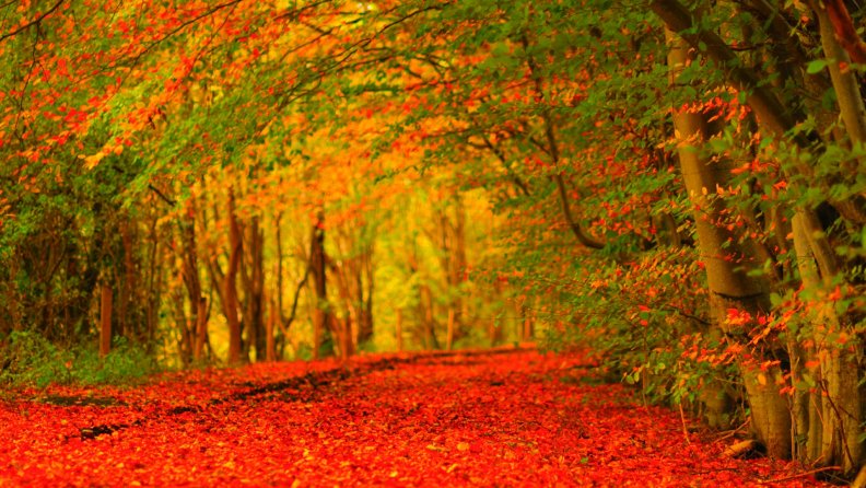 autumn_forest_path.jpg