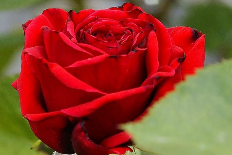 gorgeous_red_rose.jpg
