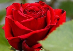 Gorgeous Red Rose