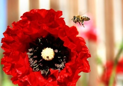 Red Flower and Bee