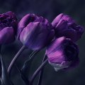Tulip Purple Dark