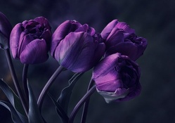 Tulip Purple Dark