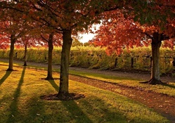 foot path among trees along a vineyard
