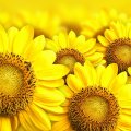 Flowers _  sunflowers