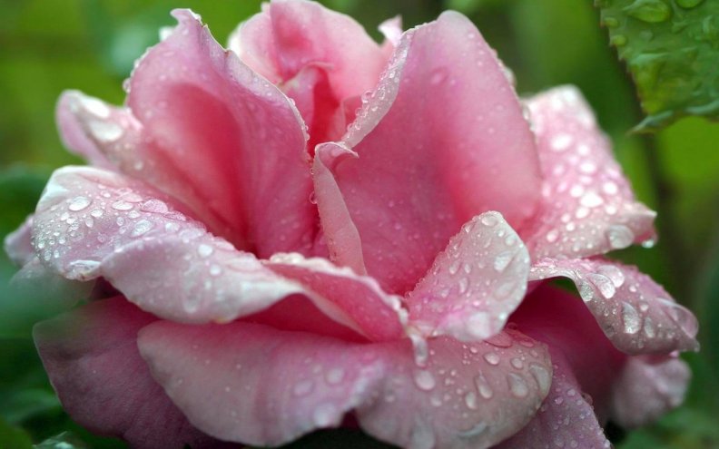 a_pretty_pink_rose.jpg