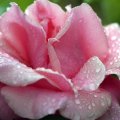 A Pretty Pink Rose
