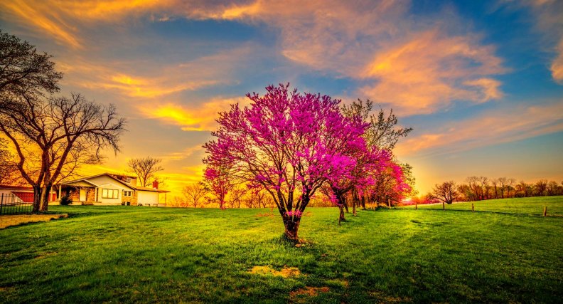 blossomed_sunset.jpg