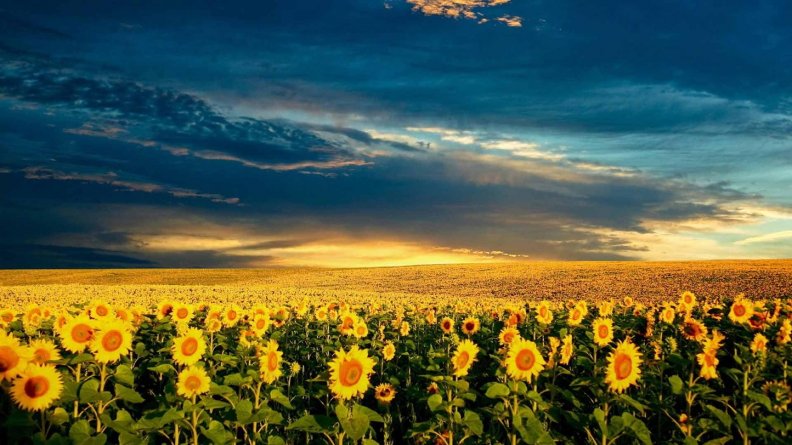 sunflower_farms.jpg