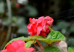 Summer rain rose