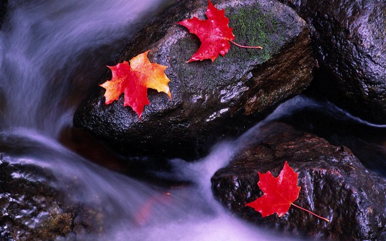 autumn_leaves_on_river_rock.jpg