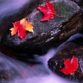 Autumn Leaves on River Rock