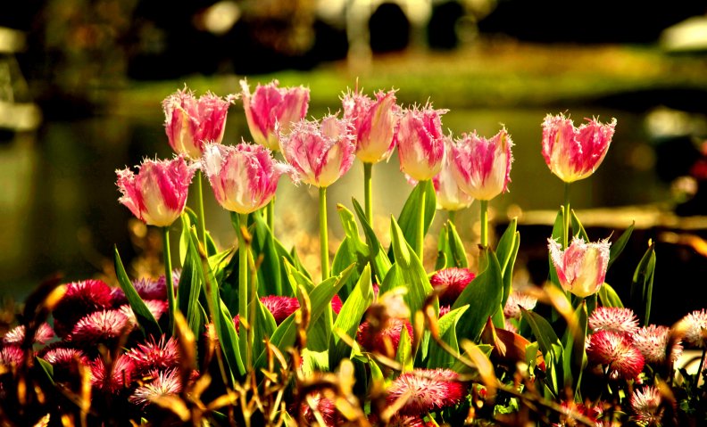 pink_tulips_petals.jpg
