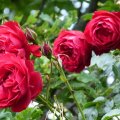 Lovely Roses