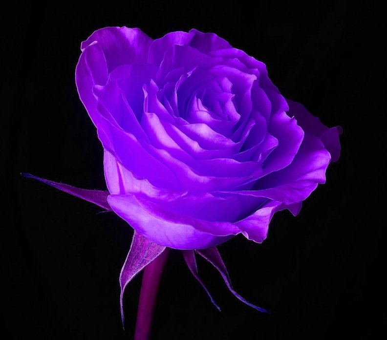 purple_rose.jpg