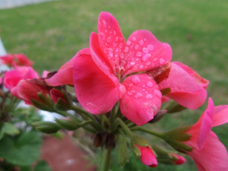 pretty_pink_flower.jpg