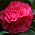 Bunch of Camellia