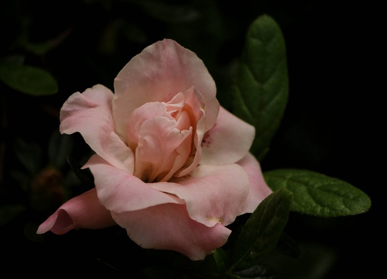 pink_azalea_flower_bud_blossom.jpg