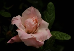 Pink Azalea Flower_bud Blossom